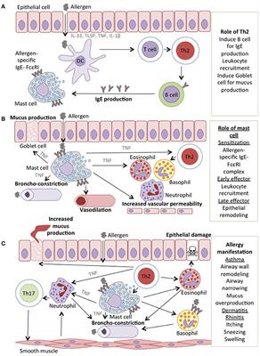 The Key Role of TNF-TNFR2 Interactions in the Modulation of Allergic Inflammation: A Review